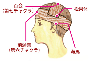 �I���K�x���g��