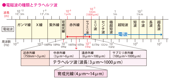 �e���w���c�g